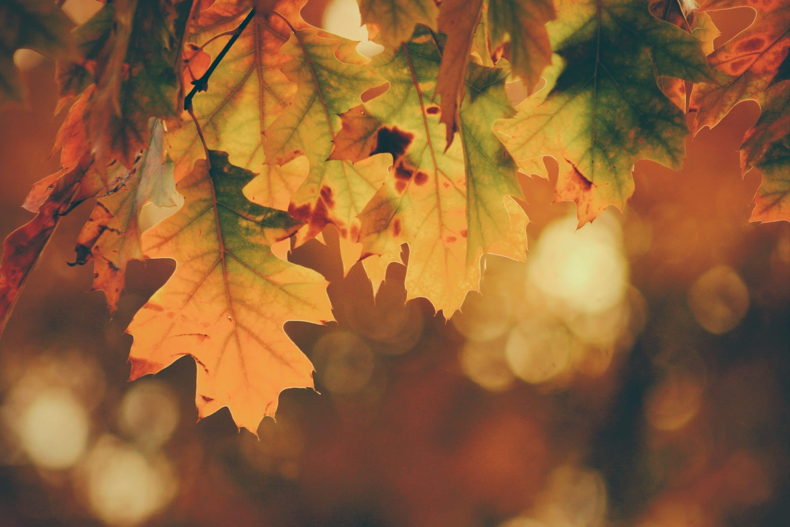 Ayurvedic Fall Cleanse Guide