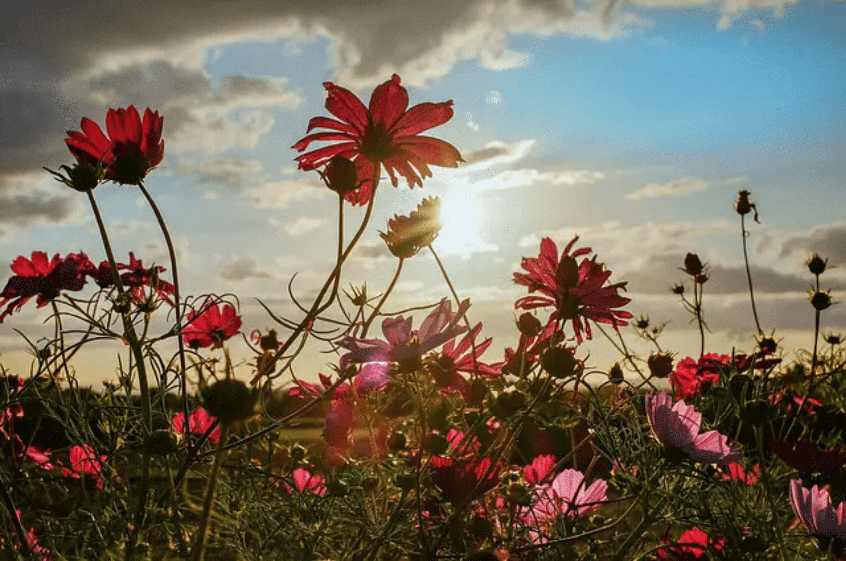 Ayurveda Seasons: Navigating Transitions with Ayurveda