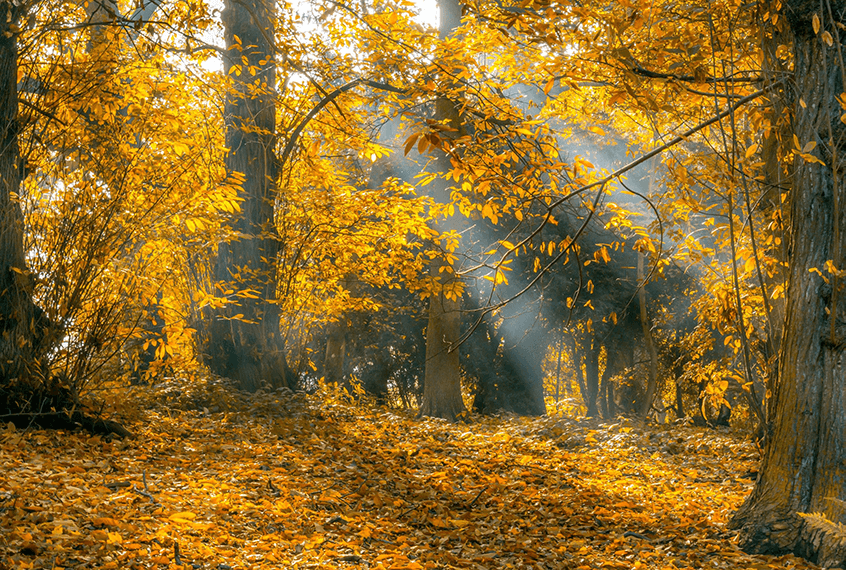 What is Vata Season? Ayurvedic Guide for Fall/Winter