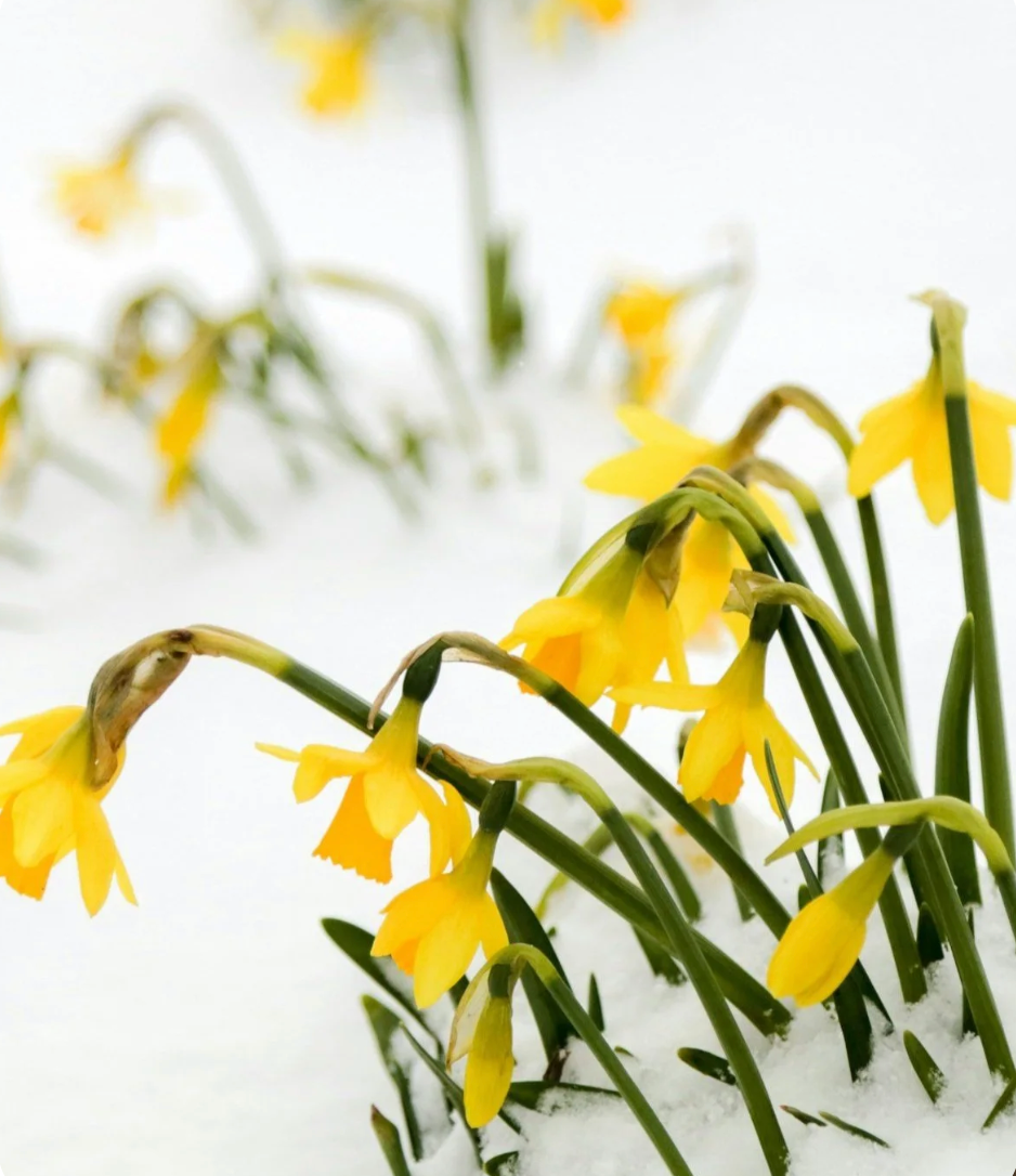 Yin Yoga for Spring - Online Class