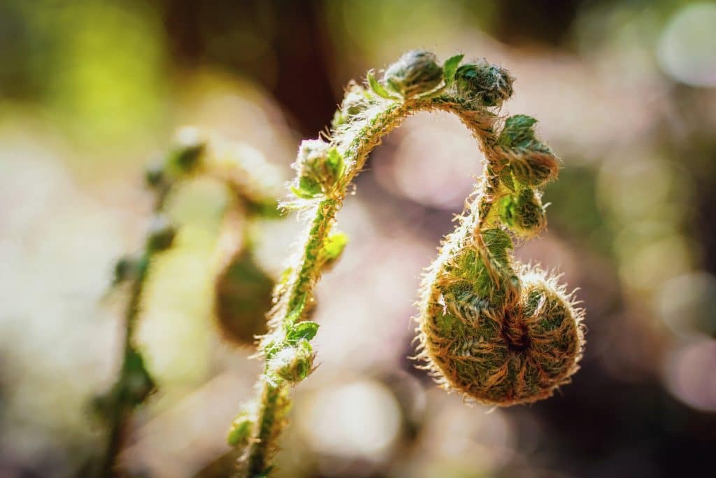 Ayurvedic Spring Cleanse