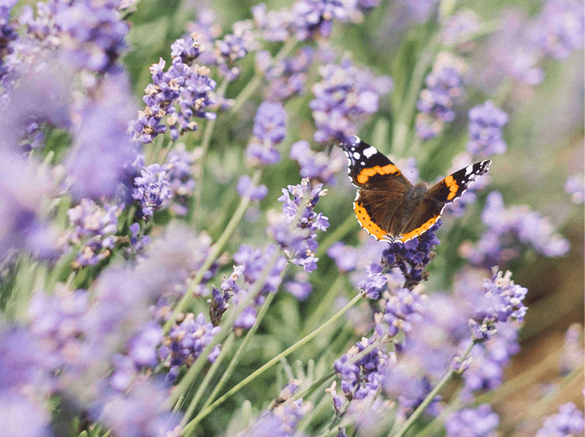 What is Kapha Season? Ayurvedic Guide for Spring