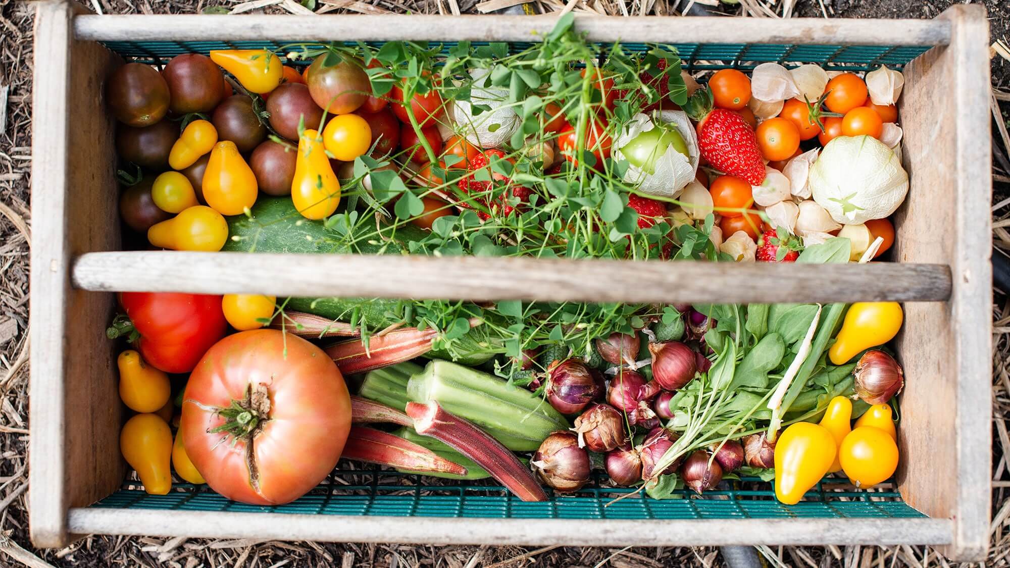 Ayurvedic Seasonal Food List