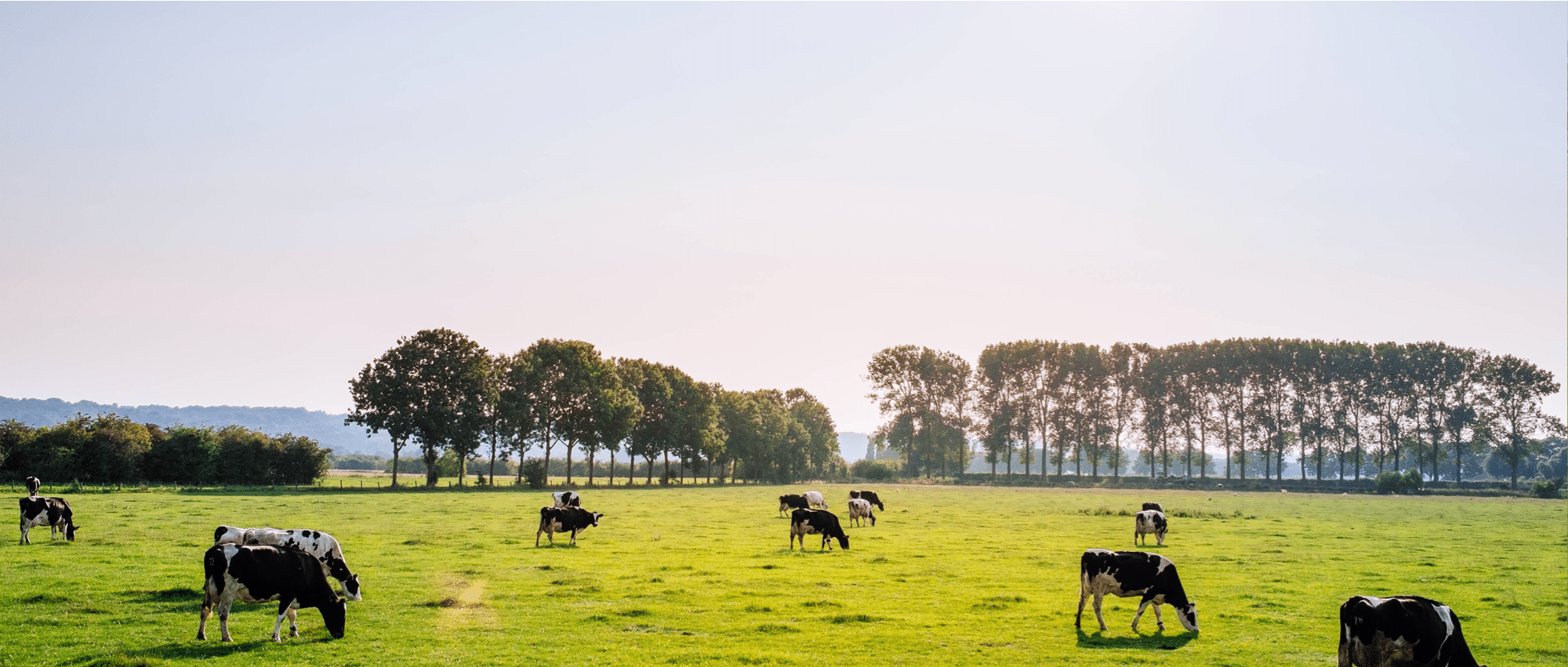 cows-in-pasture